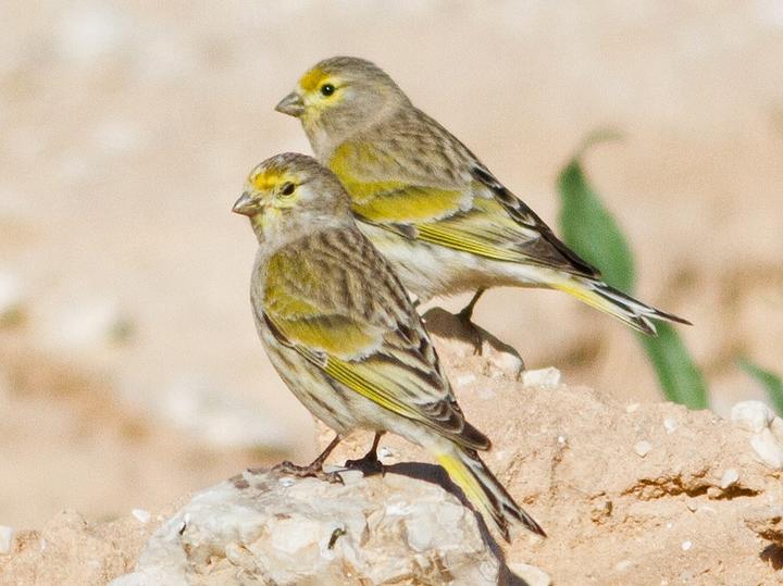 Syrian Serin