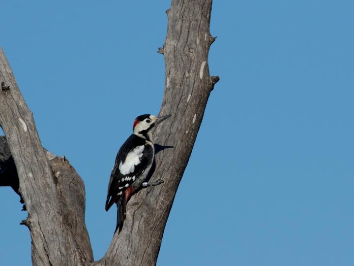 Syrian Woodpecker
