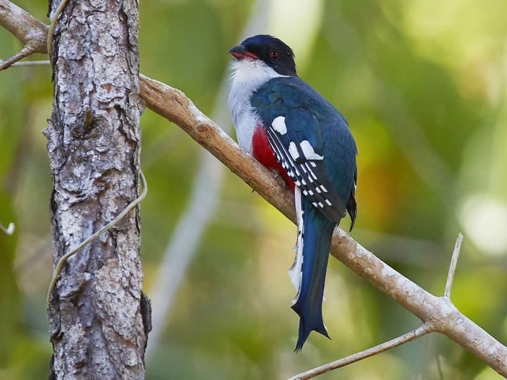 Cuban Trogon