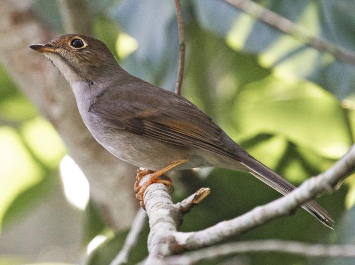 Cuban Solitaire