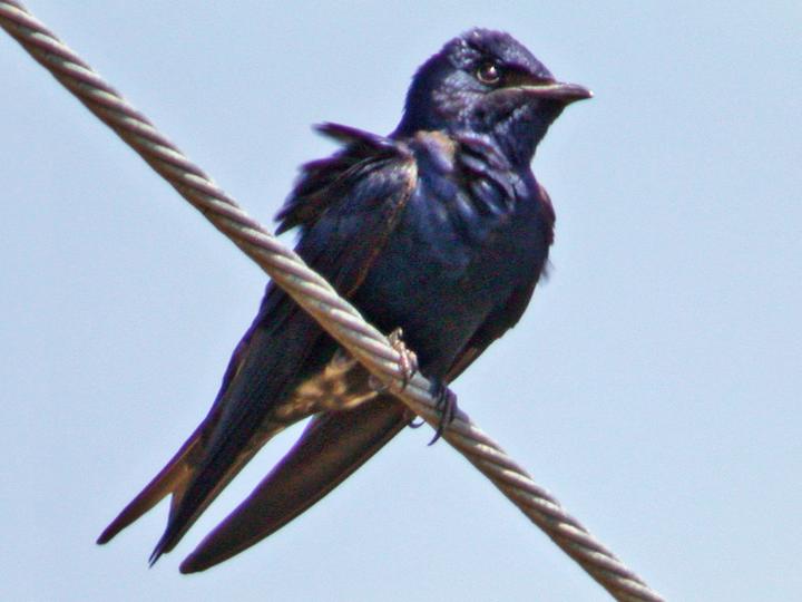 Cuban Martin