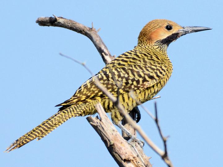 Fernandina's Flicker