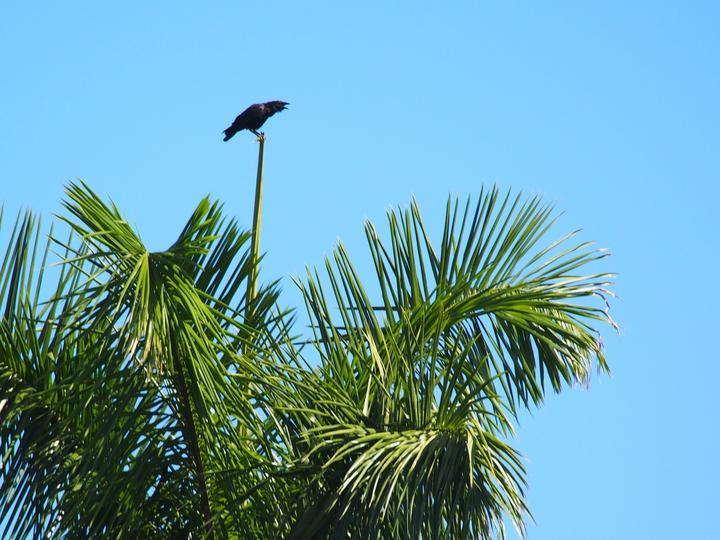 Cuban Palm Crow