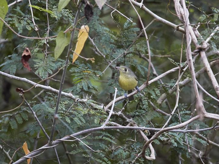Cuban Vireo