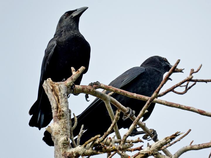Cuban Crow