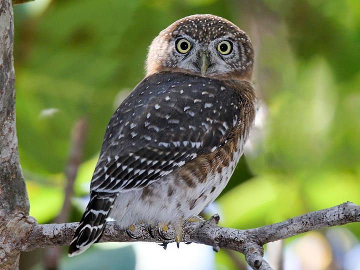 Cuban Pygmy Owl