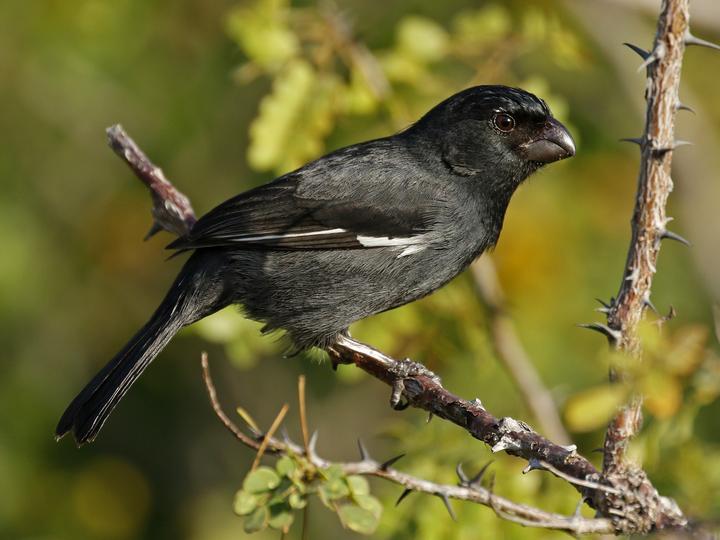 Cuban Bullfinch