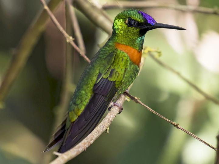 Gould's Jewelfront