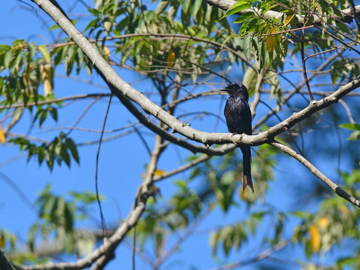 Bronzed Drongo