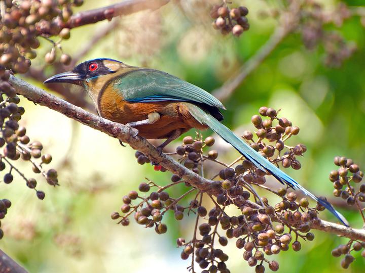Whooping Motmot