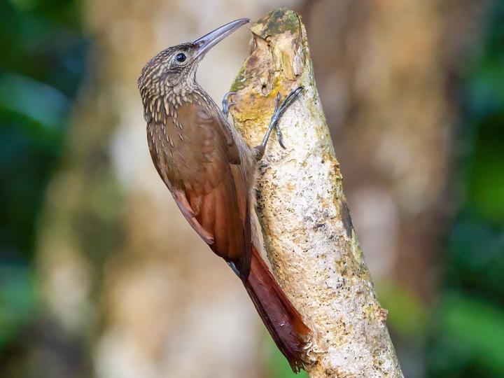 Cocoa Woodcreeper