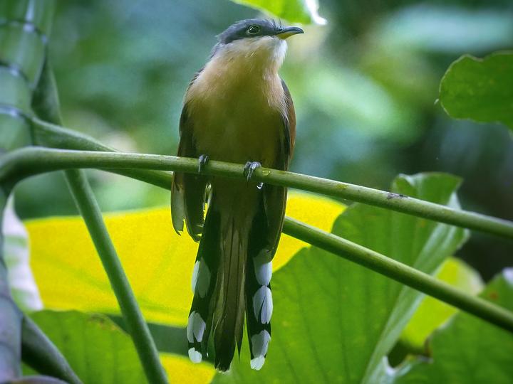 Cocos Cuckoo