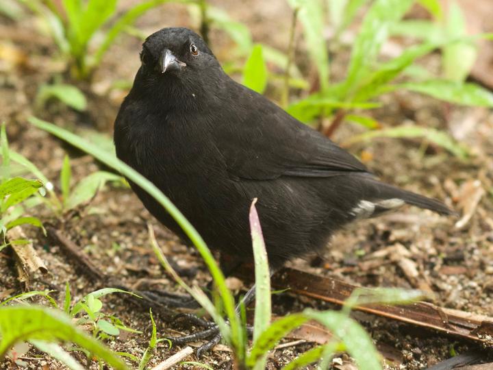 Cocos Finch