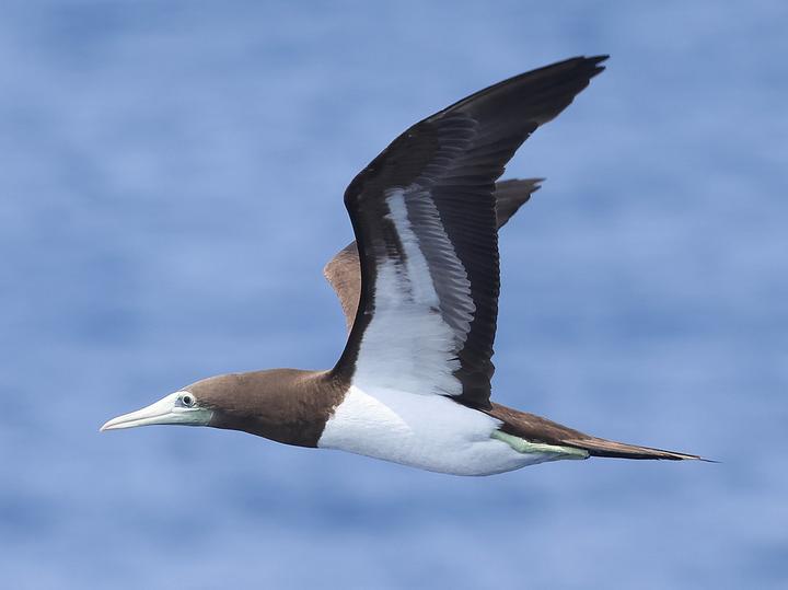 Cocos Booby