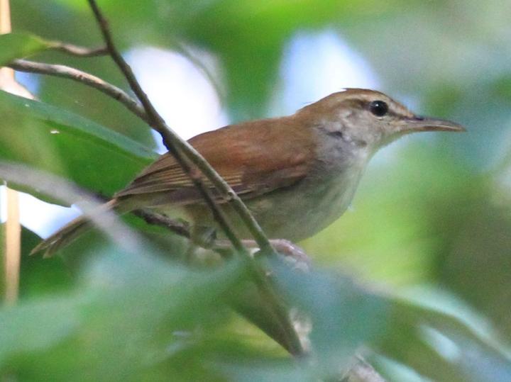 Tanimbar Bush Warbler