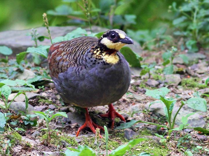 Taiwan Partridge