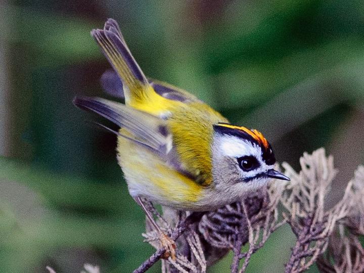 Flamecrest