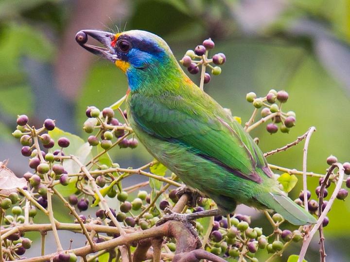 Taiwan Barbet