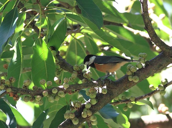 Chestnut-bellied Tit