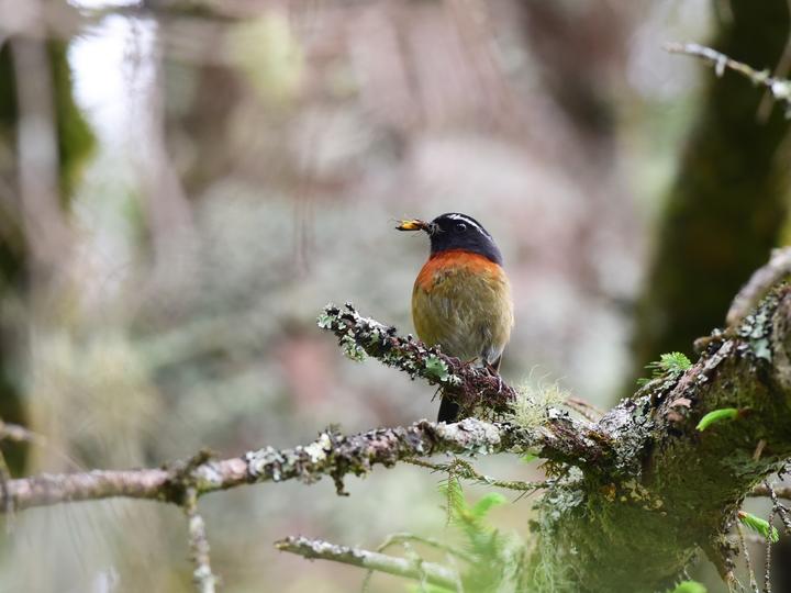 Collared Bush Robin