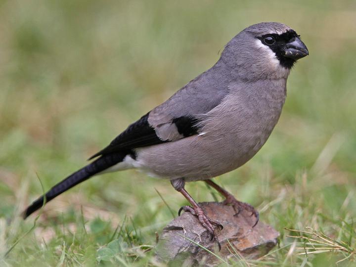 Taiwan Bullfinch