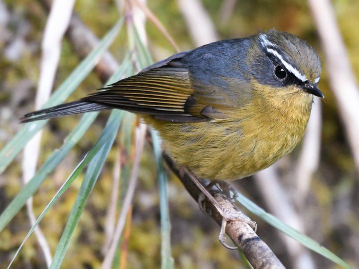 Taiwan Bush Robin