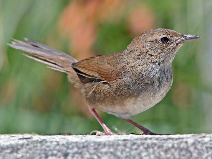 Taiwan Bush Warbler