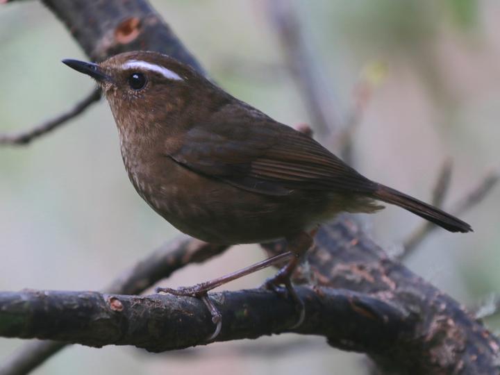 Taiwan Shortwing