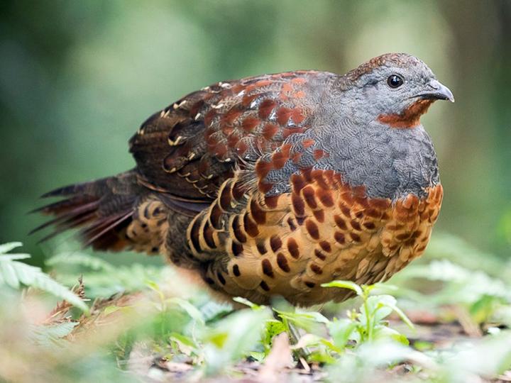 Taiwan Bamboo Partridge
