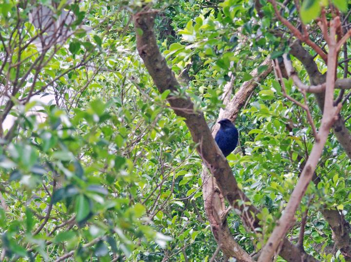 Taiwan Whistling Thrush