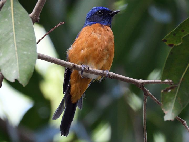 Taiwan Vivid Niltava