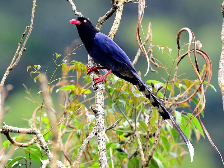 Taiwan Blue Magpie