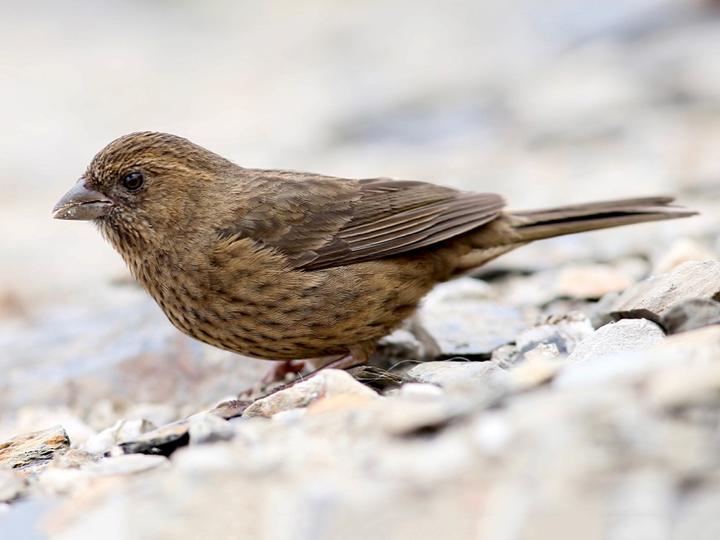 Taiwan Rosefinch