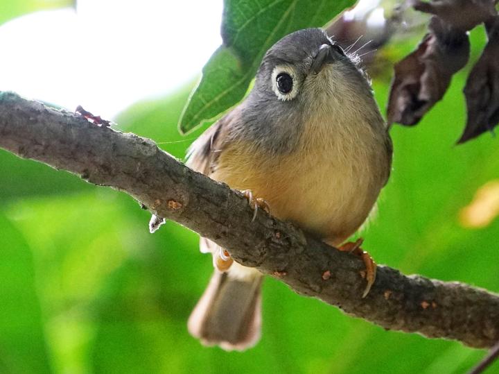 Grey-cheeked Fulvetta