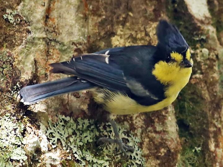 Yellow Tit