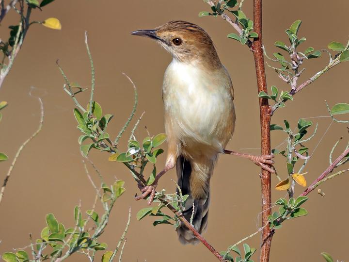 Winding Cisticola