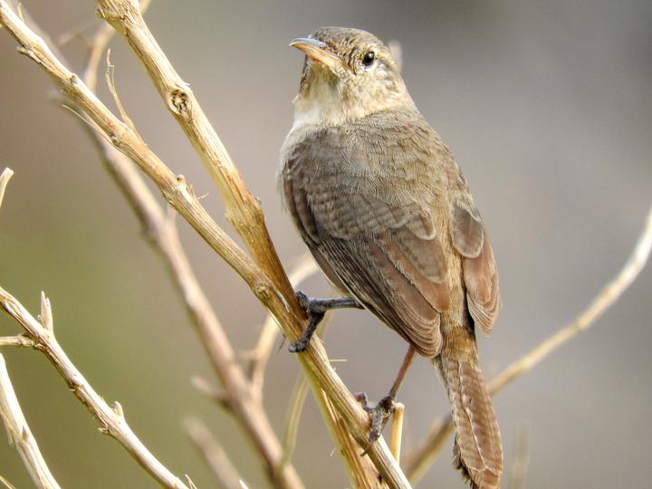 Clarion Wren