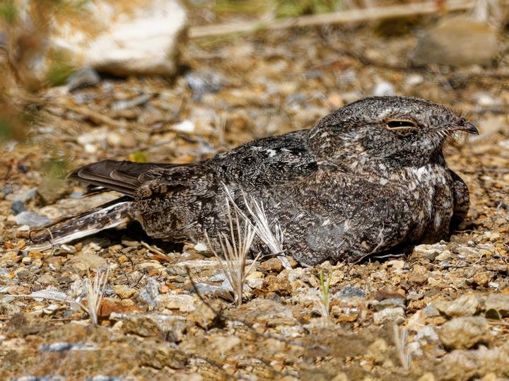 Chirruping Nightjar