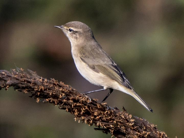 Common Chiffchaff