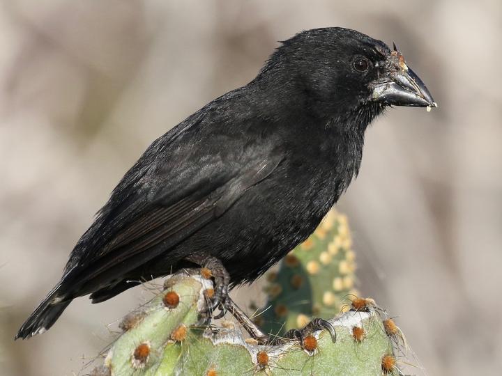 Genovesa Cactus Finch