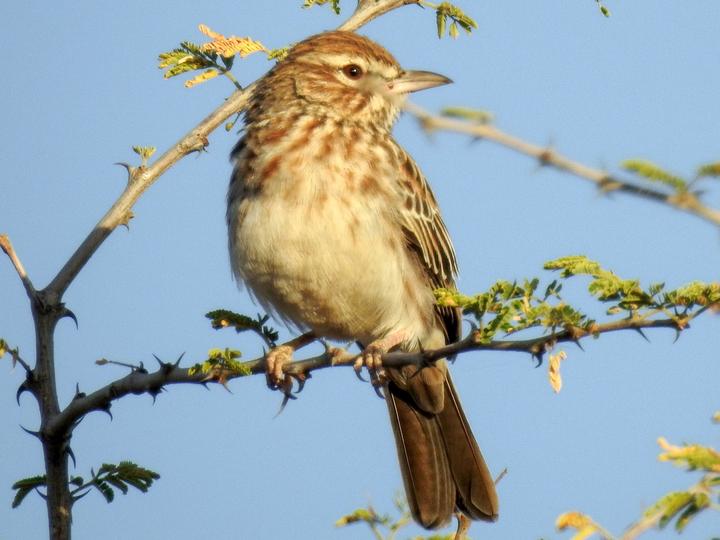 Gillett's Lark
