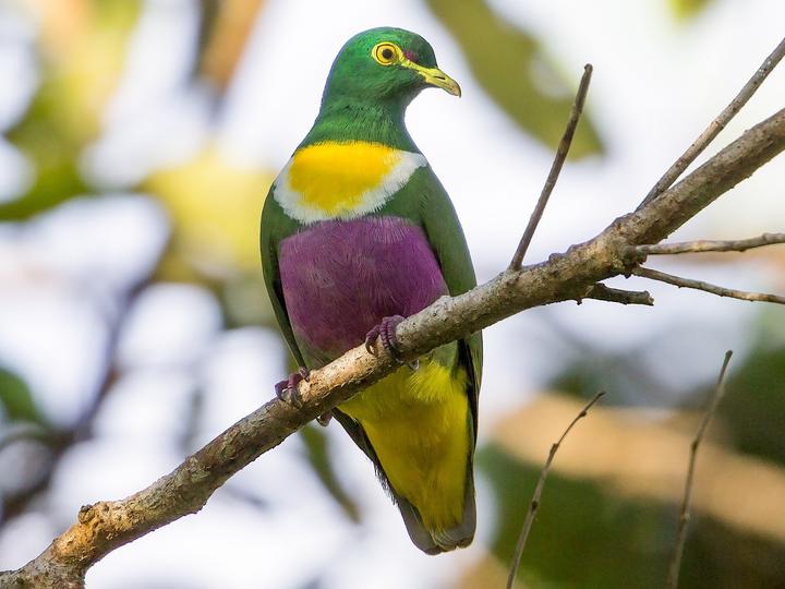 Geelvink Fruit Dove