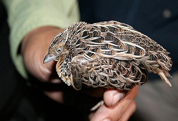 Luzon Buttonquail