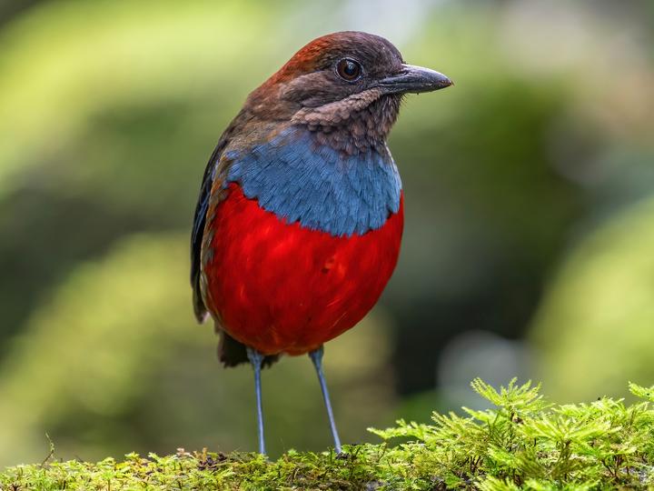 Whiskered Pitta