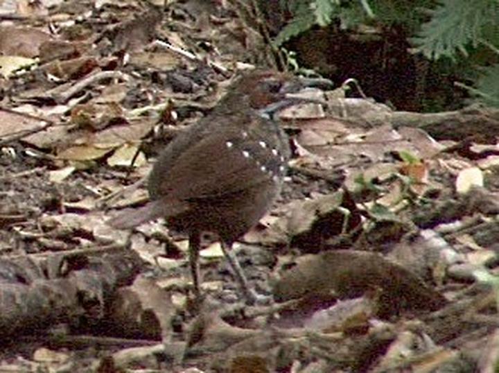 Sierra Madre Ground Warbler