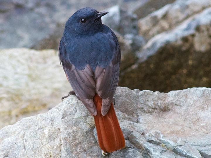 Luzon Water Redstart