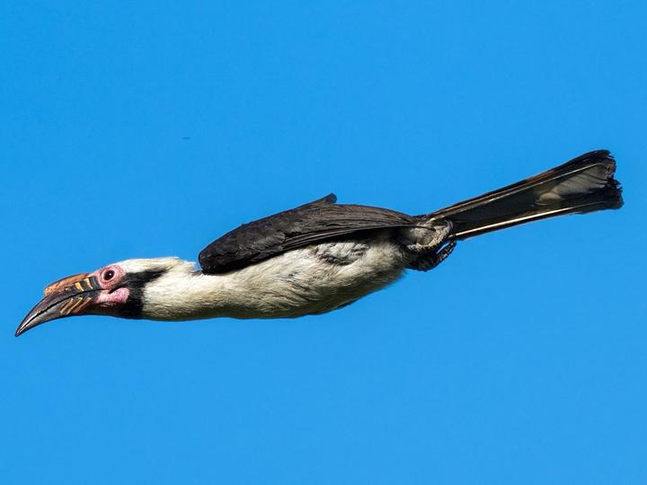 Luzon Hornbill