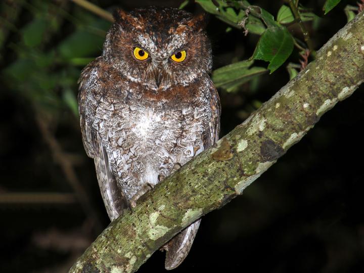 Luzon Scops Owl