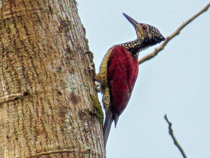 Luzon Flameback