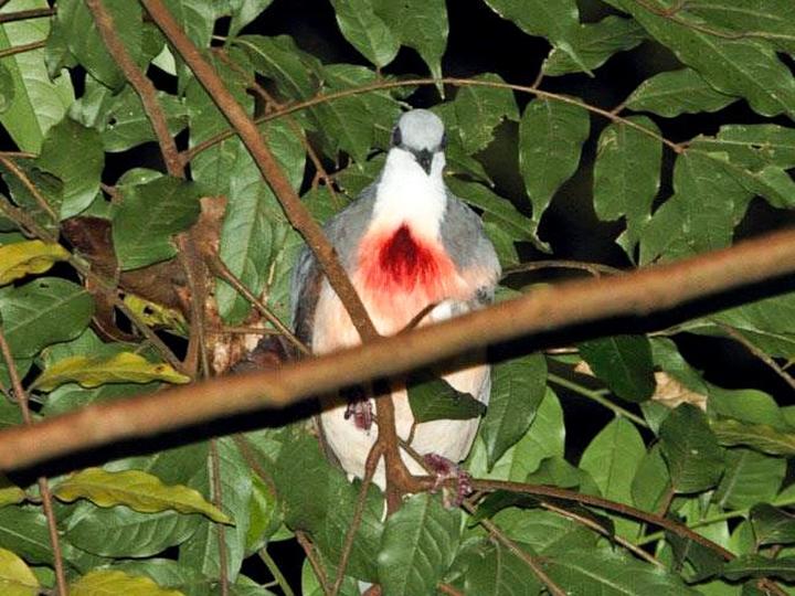 Luzon Bleeding-heart